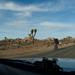 new years in joshua tree 01