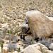 new years in joshua tree 12
