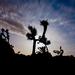 new years in joshua tree 24