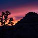 new years in joshua tree 25