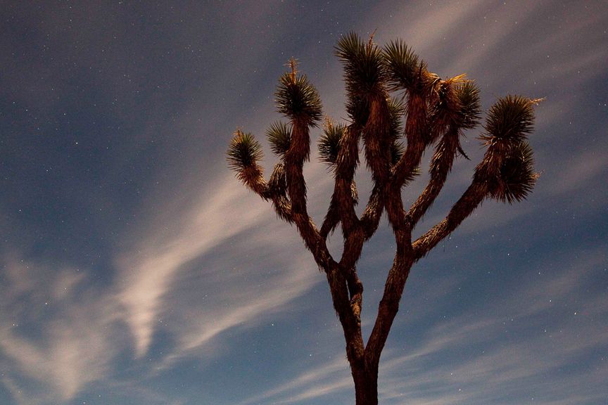 new years in joshua tree 24