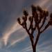 new years in joshua tree 24