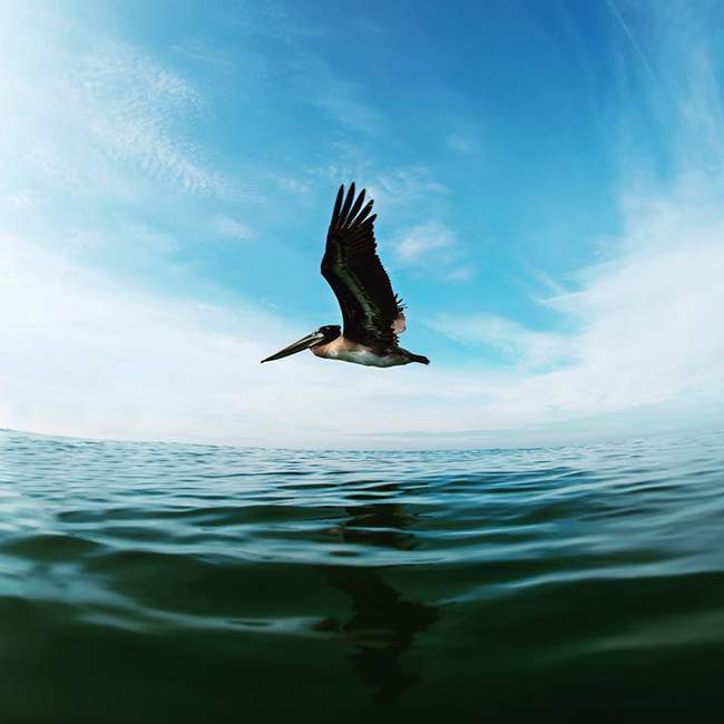 Pelican