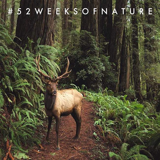 52weeks