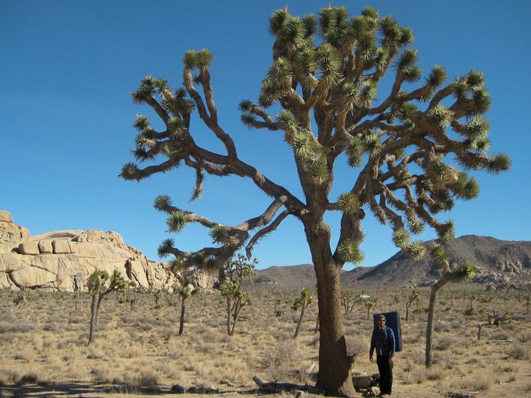 new years in joshua tree 05