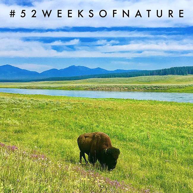 52weeks